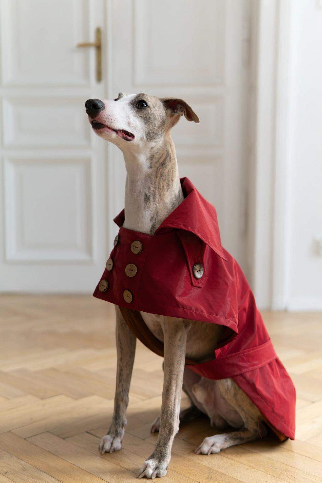 MELLOW — bordowy płaszczyk dla psa z bawełny hydrofobowej